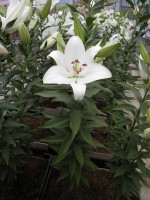 [1837 WhiteProud No02.JPG]